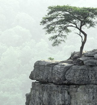 Tree-at-the-precipice